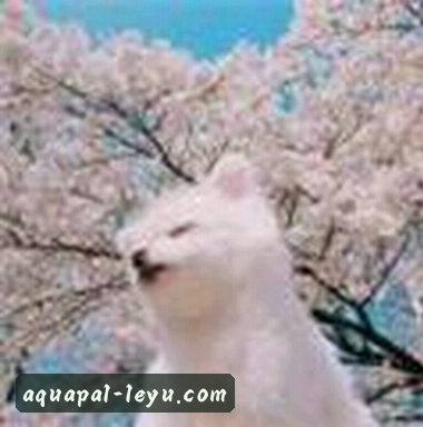 孙悦